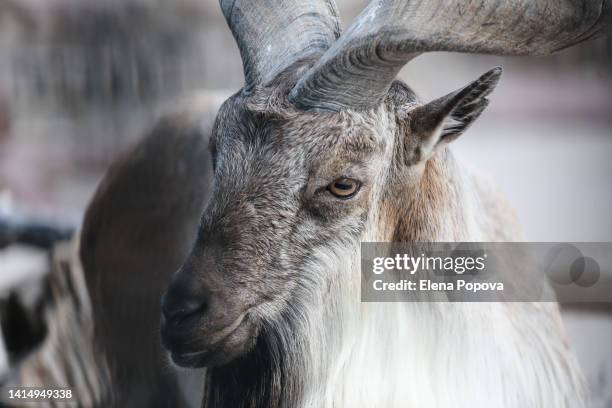 portrait turkmenian markhor (male) standing against blurred rock background and looking at camera - markhor 個照片及圖片檔