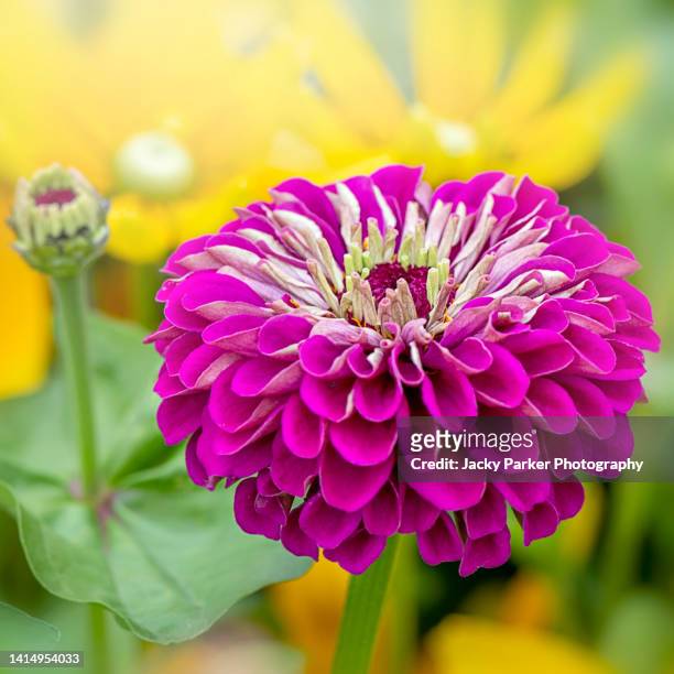 close-up of zinnia elegans 'giant purple prince' pink summer flower - zinnia stock pictures, royalty-free photos & images