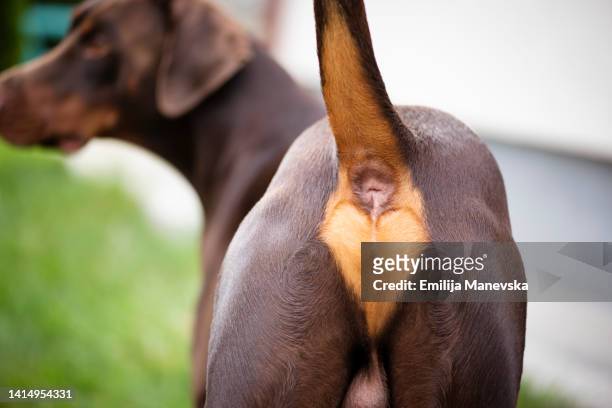 rear view of a dog - cute bums stockfoto's en -beelden