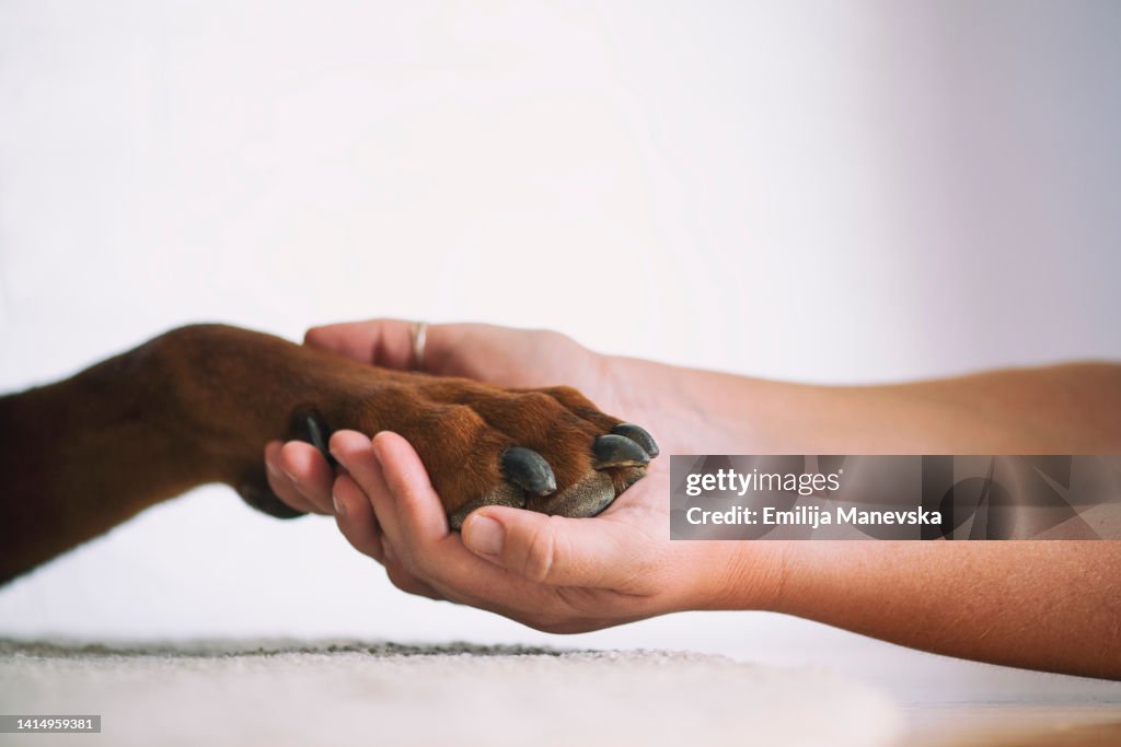 Close-Up Of Human Hand Holding Dog Paw