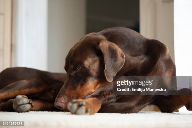 dog sleeping on the floor - doberman puppy stock pictures, royalty-free photos & images