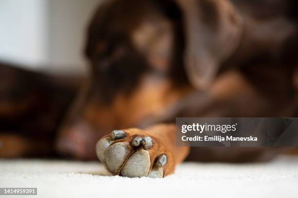 close up of dog paw - human hand pet paw stock pictures, royalty-free photos & images