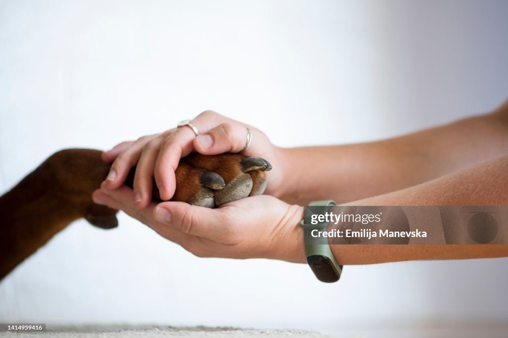 Close-Up Of Human Hand Holding Dog Paw