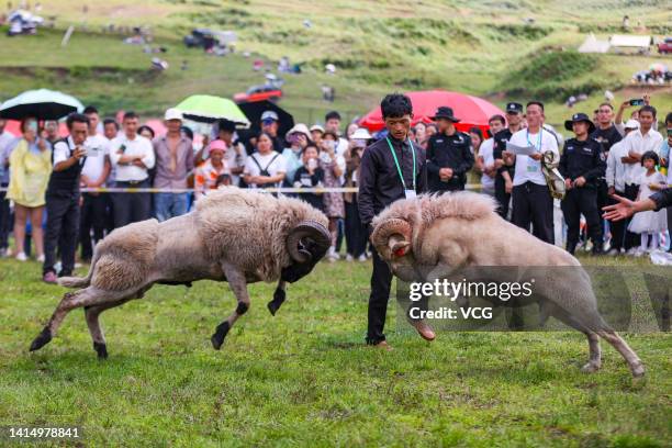 Tourists watch a ram fighting competition at Axilixi Tourist Area on August 13, 2022 in Bijie, Guizhou Province of China.