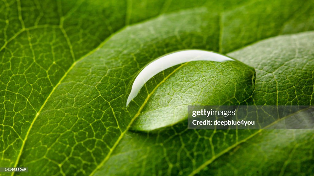 Gocce di pioggia su foglia verde