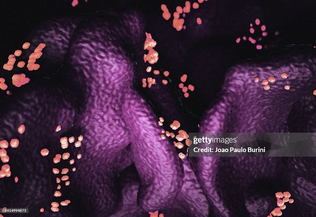 New Langya henipavirus infecting human tissue