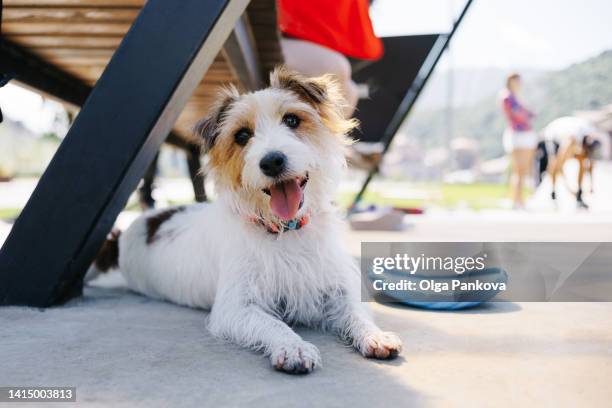 cute dog wire-haired jack russell terrier lies and looks at the camera in a public park - jack russel photos et images de collection