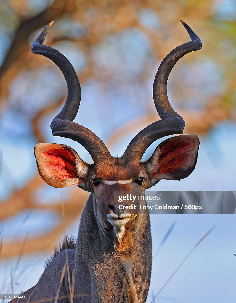 Portrait of deer standing on snow,Londolozi Game Reserve,South Africa
