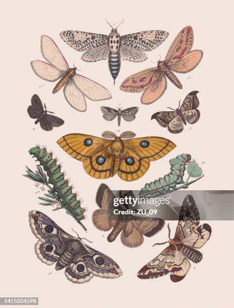 butterflies, hand colored lithograph, published in 1881 - bagworm moth 幅插畫檔、美工圖案、卡通及圖標