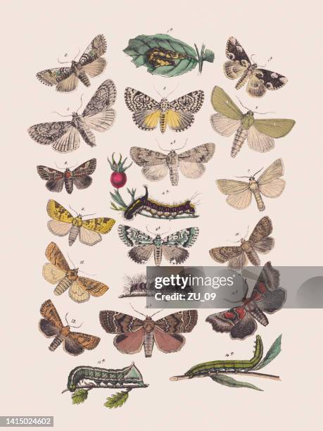 butterflies (drepanidae, noctuidae, geometridae, erebidae), hand colored lithograph, published in 1881 - republic of ireland stock illustrations