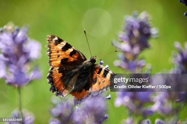 close-up of butterfly pollinating on purple flower,heinsch,arlon,belgium - luxembourg benelux stock-fotos und bilder