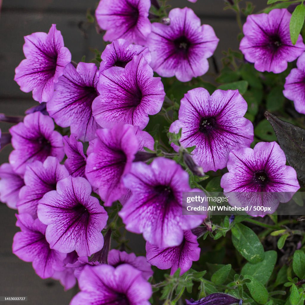 Close-up of purple flowering plants