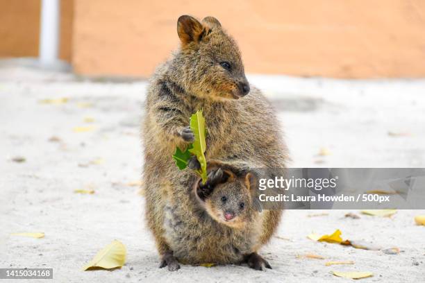 close-up of squirrel eating food on footpath,rottnest island,western australia,australia - quokka stock-fotos und bilder