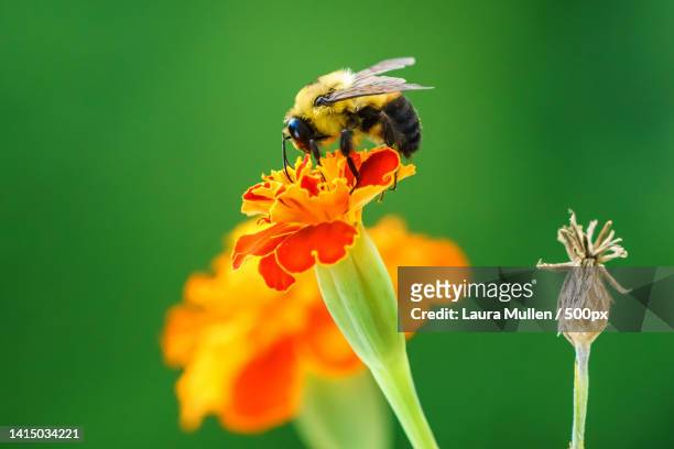 close-up of bee pollinating on flower,bettendorf,iowa,united states,usa - invertebrate stock pictures, royalty-free photos & images