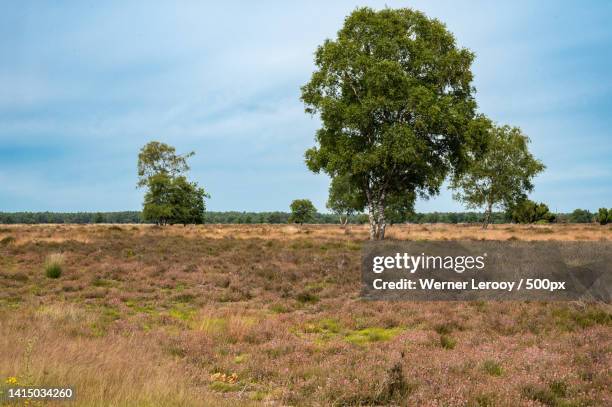 trees on field against sky,harskamp,netherlands - veluwe stock pictures, royalty-free photos & images