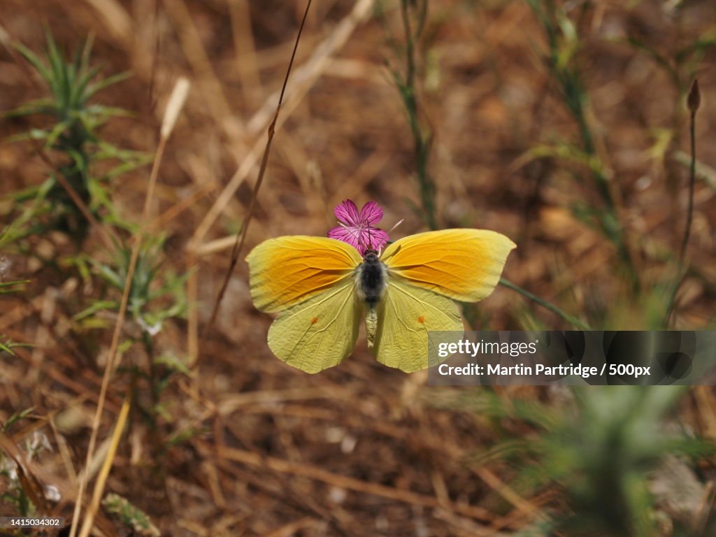 Close-up of yellow flower on field,Greece
