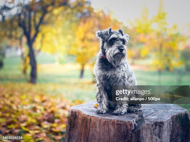 close-up of schnauzer sitting on tree stump during autumn - schnauzer - fotografias e filmes do acervo