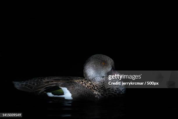 close-up of duck swimming in lake,czech republic - コスズガモ ストックフォトと画像