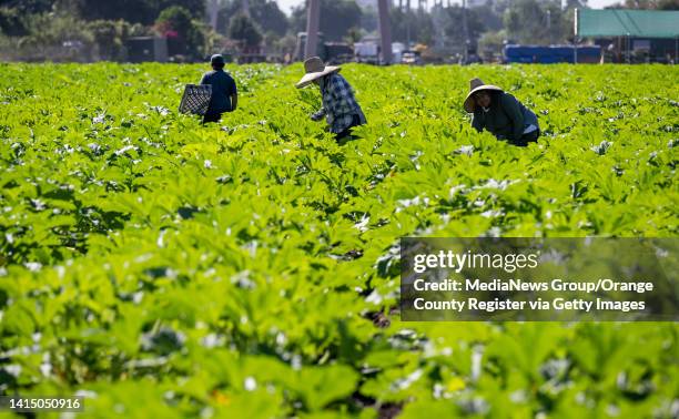 August 12: Workers pick squash at Manassero Farms in Irvine, CA on Friday, August 12, 2022. The family run business is celebrating its 100th...