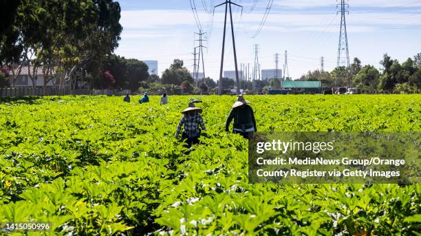 August 12: Workers pick squash at Manassero Farms in Irvine, CA on Friday, August 12, 2022. The family run business is celebrating its 100th...