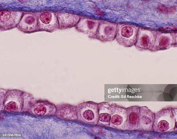 microscopic anatomy (histology), simple cuboidal epithelium, kidney tubule (collecting duct) 150x - cuboidal epithelium stock pictures, royalty-free photos & images