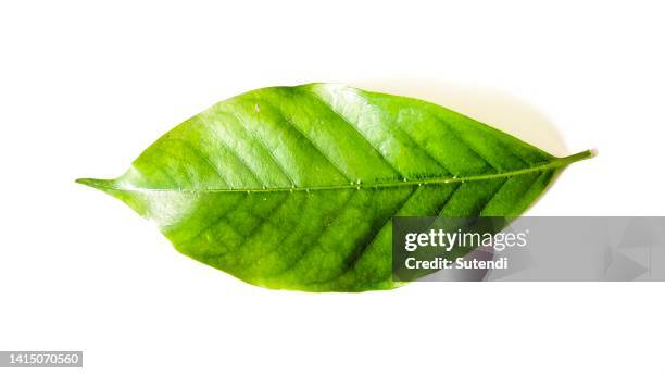 coffee leaves - bladnerf stockfoto's en -beelden