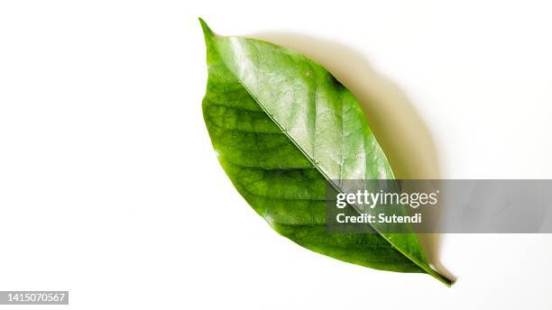 coffee leaves - magnoliopsida foto e immagini stock