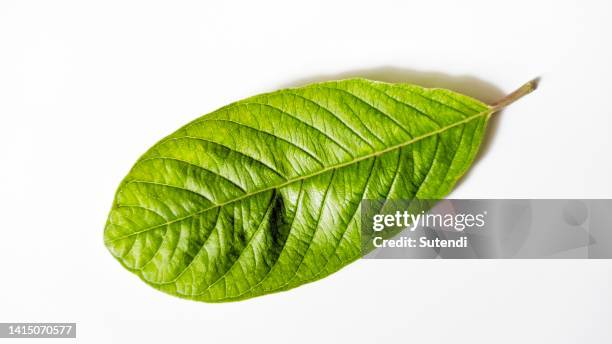 guava leaves - guava fruit stock pictures, royalty-free photos & images