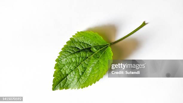 bandotan leaves - mint leaves stock pictures, royalty-free photos & images