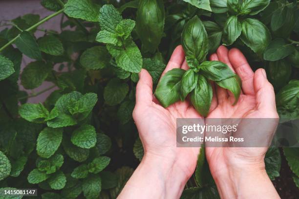 hands picking basil. - basilika bildbanksfoton och bilder