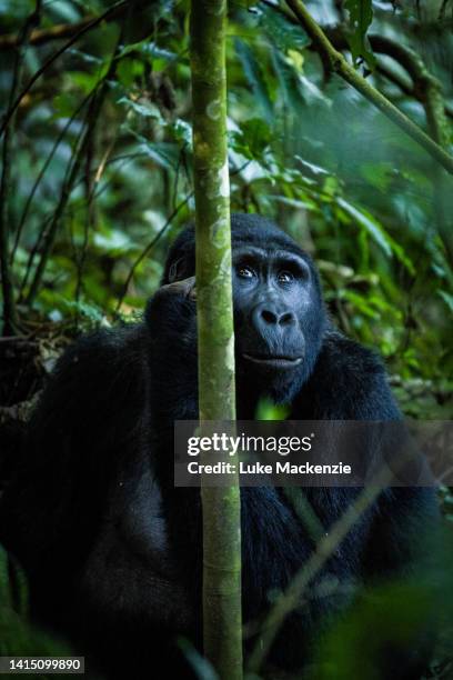 thinking mountain gorilla bwindi impenetrable forest - uganda stock-fotos und bilder