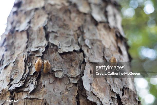 Shell On Tree 76 Cicada Life Cycle Stock Photos, High-Res Pictures, and Images ...