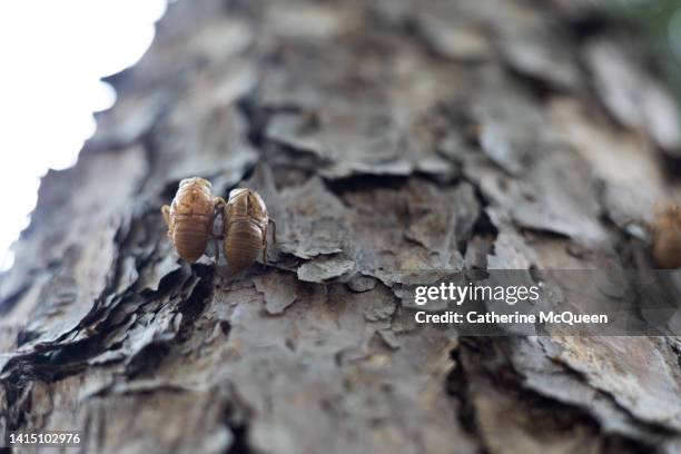 Shell On Tree Cicada Life Cycle Photos and Premium High Res Pictures - Getty Images