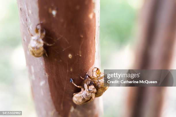 Shell On Tree Cicada Life Cycle Photos and Premium High Res Pictures - Getty Images