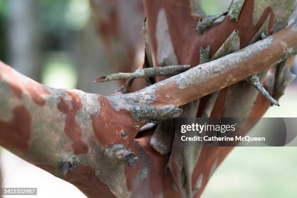 peeling crepe myrtle tree trunk bark - shedding stock pictures, royalty-free photos & images