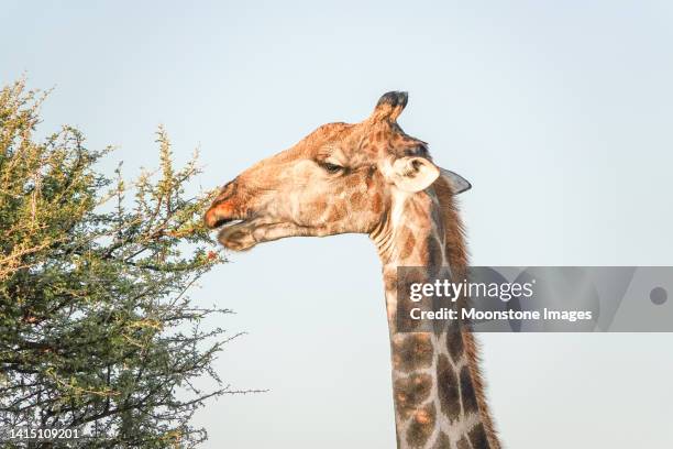 angolan giraffe at etosha national park in kunene region, namibia - angolan giraffe stock pictures, royalty-free photos & images
