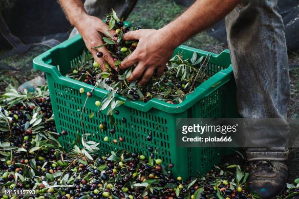 olives harvesting for olive oil production - olive oil stock pictures, royalty-free photos & images