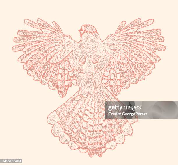 blue jay with spread wings - blue jay stock illustrations