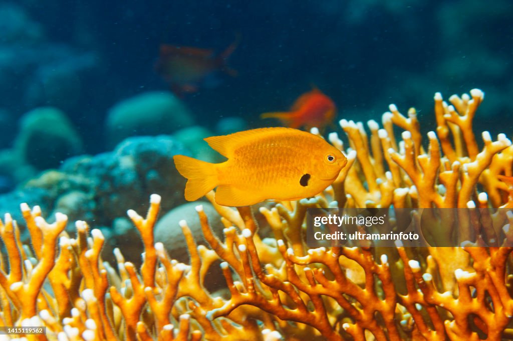 Underwater sea life - coral reef. Orange Sulphur damselfish fish and Fire coral, deep in tropical sea.