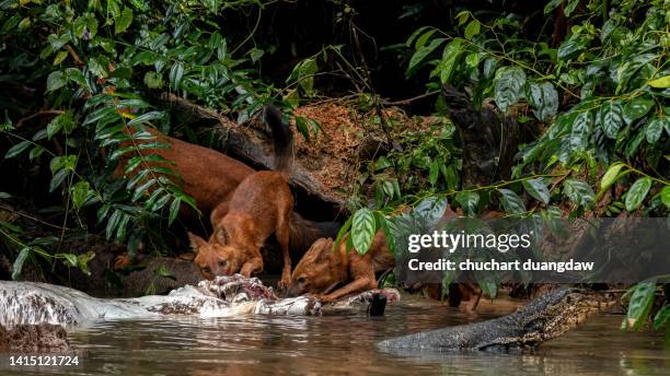 dog, dhole, asiatic wild dog (cuon alpinus) eating a deer carcass at a stream in the forest - dhole stock pictures, royalty-free photos & images