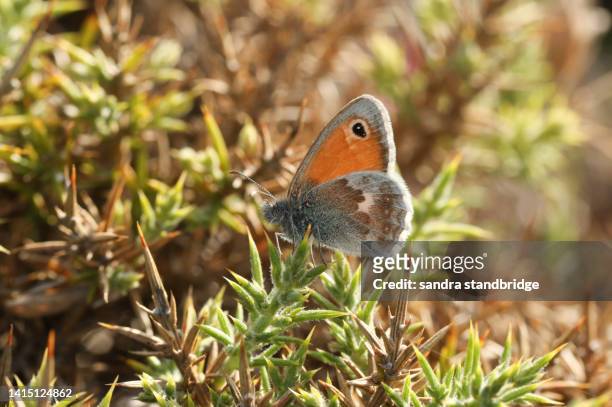 a small heath butterfly, coenonympha pamphilus, resting on a gorse bush in heathland. - dorset photos et images de collection