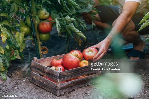 man collecting tomatoes from home garden - vegetable garden imagens e fotografias de stock