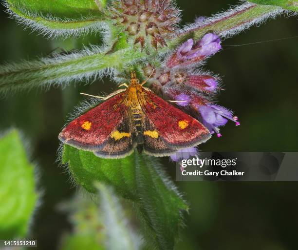 mint moth [pyrausta aurata] - papillon de nuit photos et images de collection