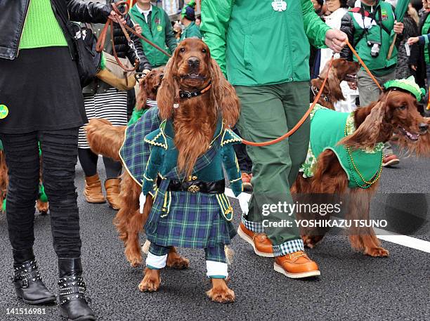 Irish setters wear green as they and their owners take part in a St. Patrick's Day Parade in Tokyo on March 18, 2012. More than 1,000 people took...