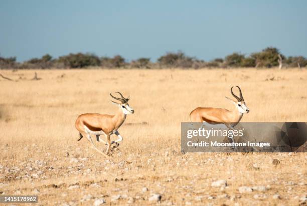 springbok at nebrownii waterhole in etosha national park, namibia - butting stock pictures, royalty-free photos & images