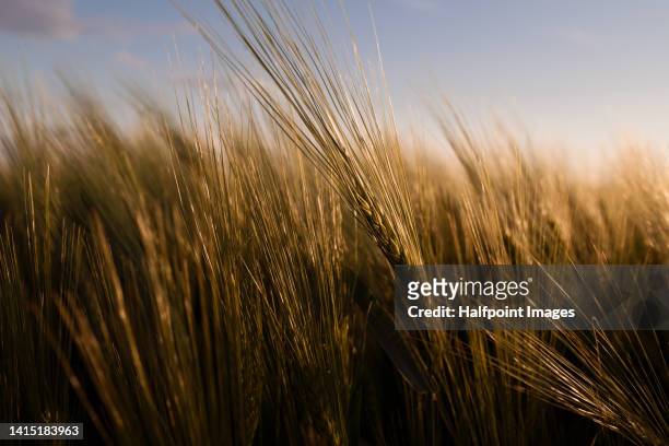 close up of agricultural field during sunset. - rogge graan stockfoto's en -beelden