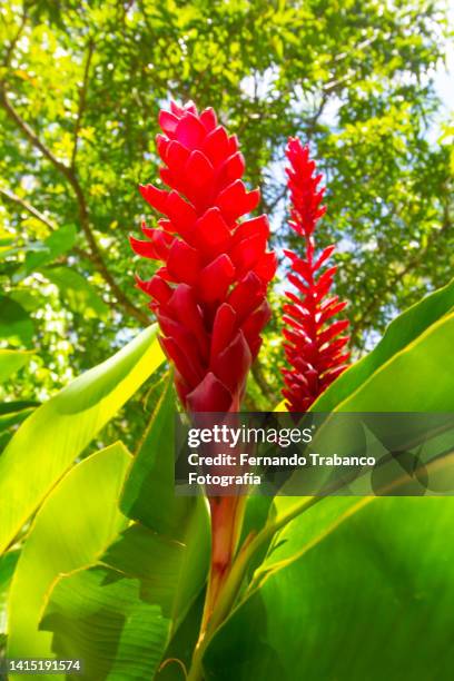 beauty red flower - alpinia zerumbet stock pictures, royalty-free photos & images
