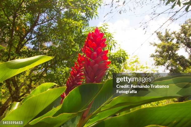beauty red flower - alpinia zerumbet stock pictures, royalty-free photos & images
