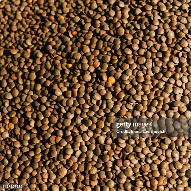 beautiful texture of natural dried lentils sanctified by the sun, top view - green lentil stock pictures, royalty-free photos & images