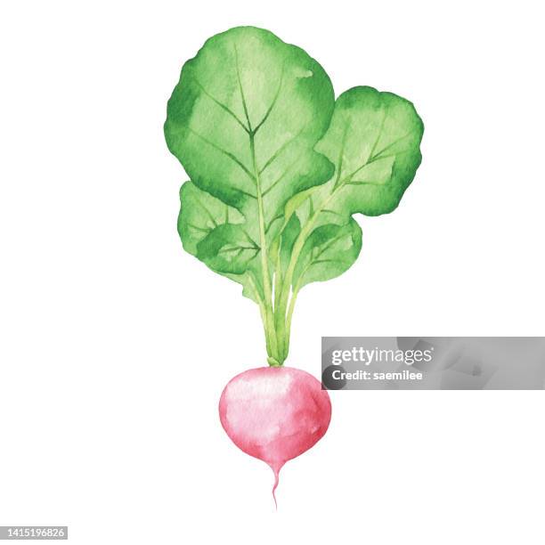 stockillustraties, clipart, cartoons en iconen met watercolor radish - radijs
